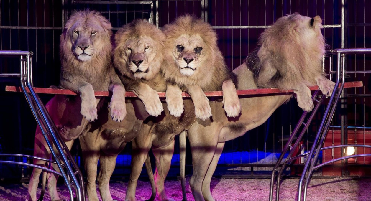 No a los Espectáculos con Animales