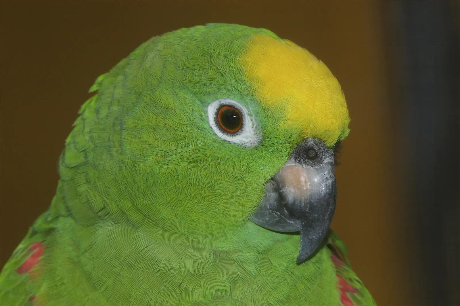 animal-amazona-slide-1