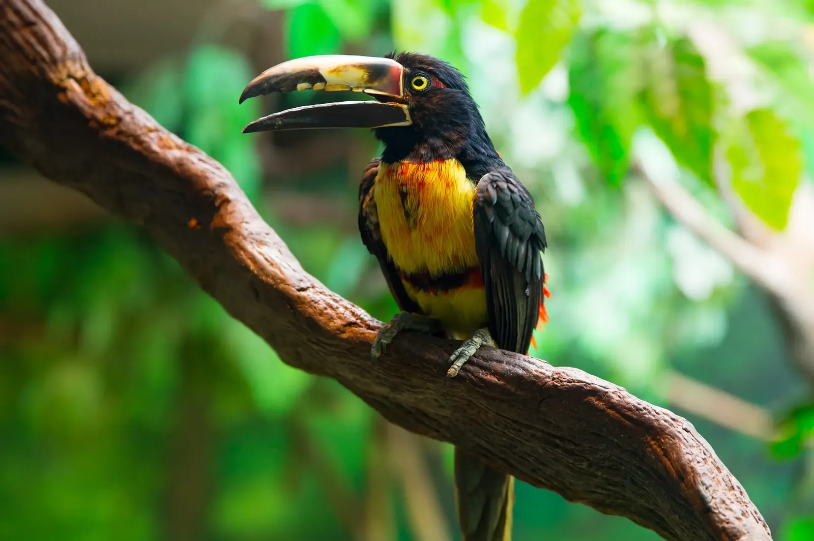 animal-arasari-cuellinegro-slide-2