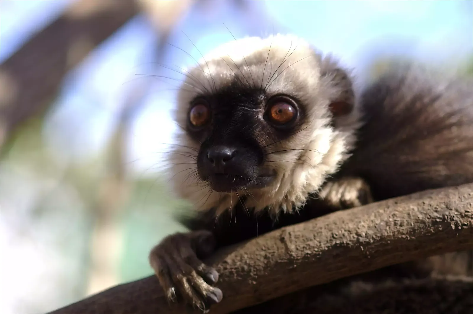 animal-blanca-slide-2