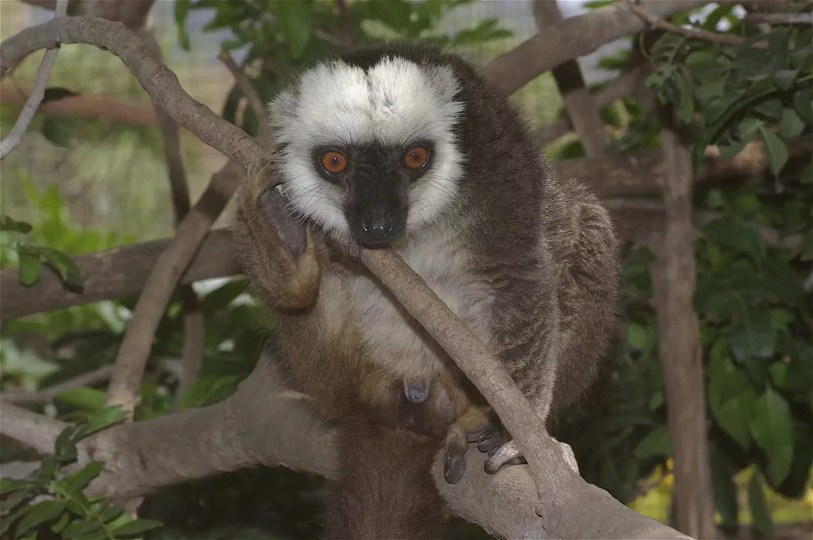 animal-blanca-slide-3