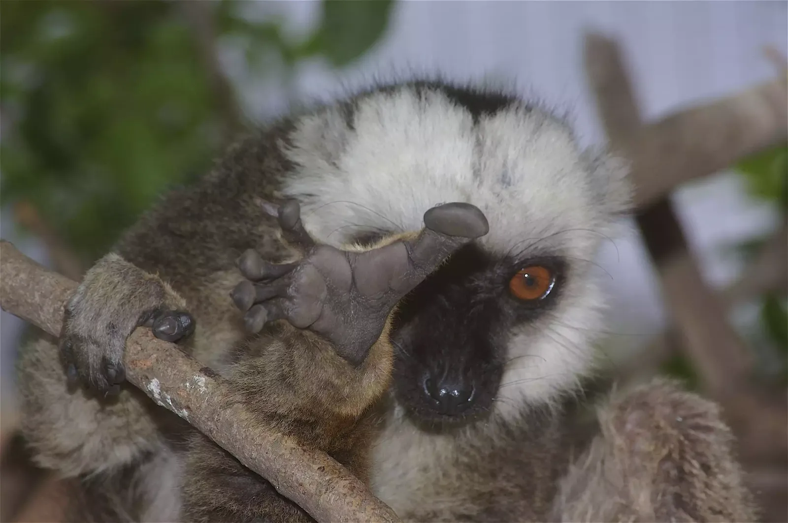 animal-blanca-slide-4