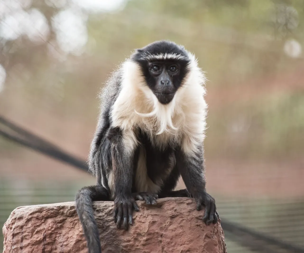 animal-cercopiteco-de-roloway-slide-1