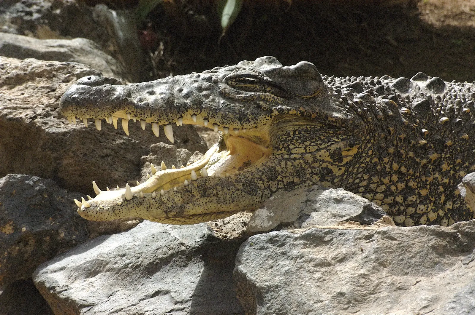 animal-cocodrilo cubano.slide-2