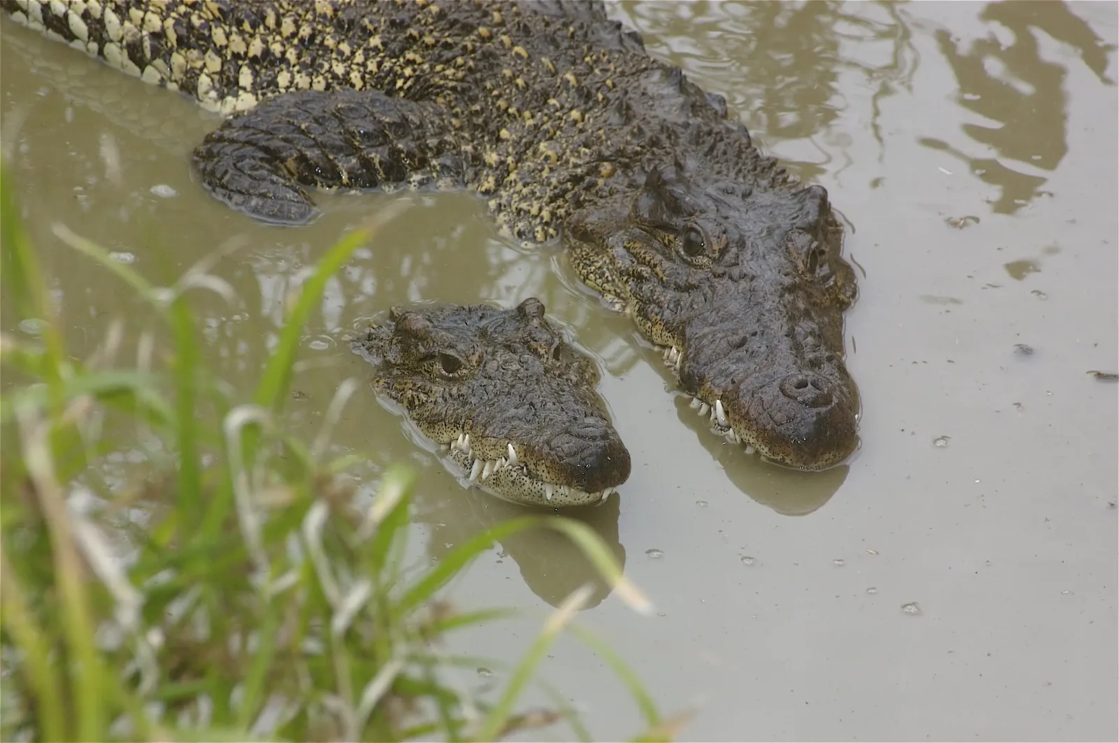 animal-cocodrilo cubano.slide-3
