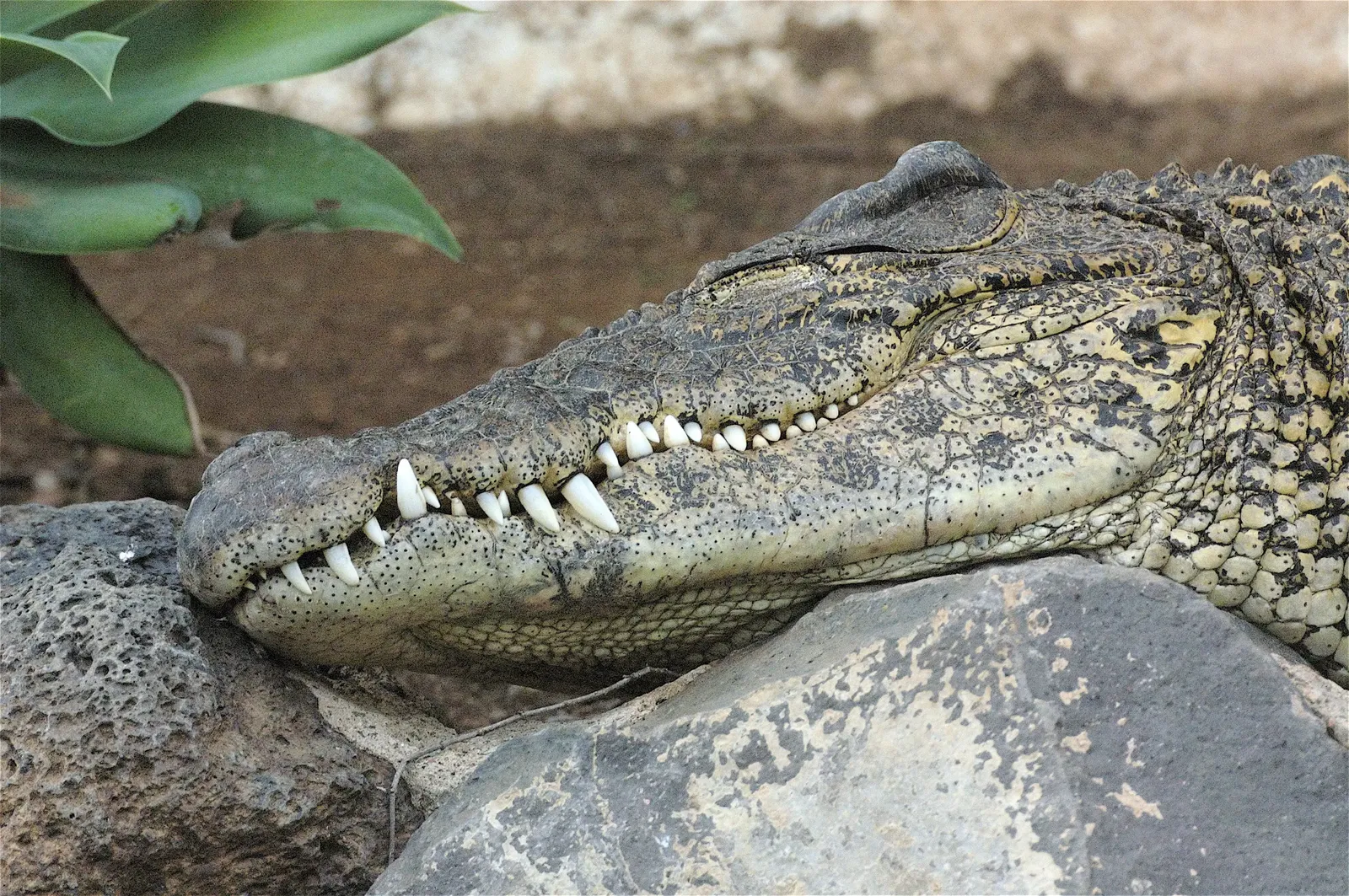 animal-cocodrilo cubano