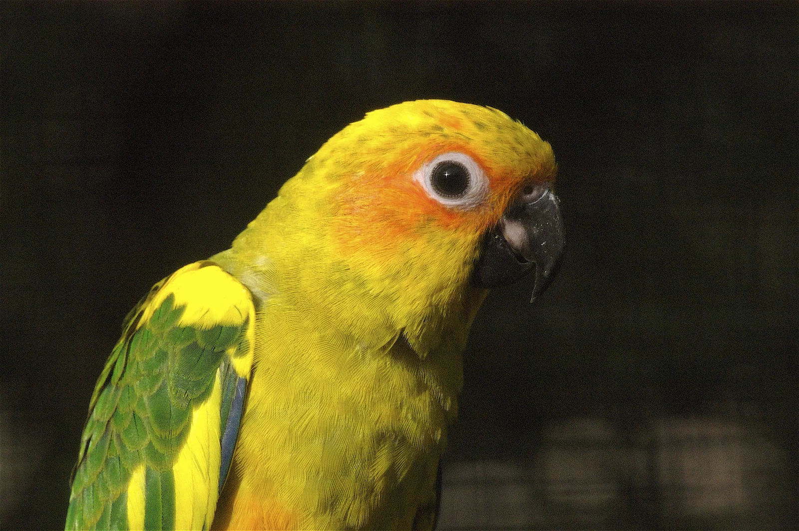 animal-cotorra-slide-1