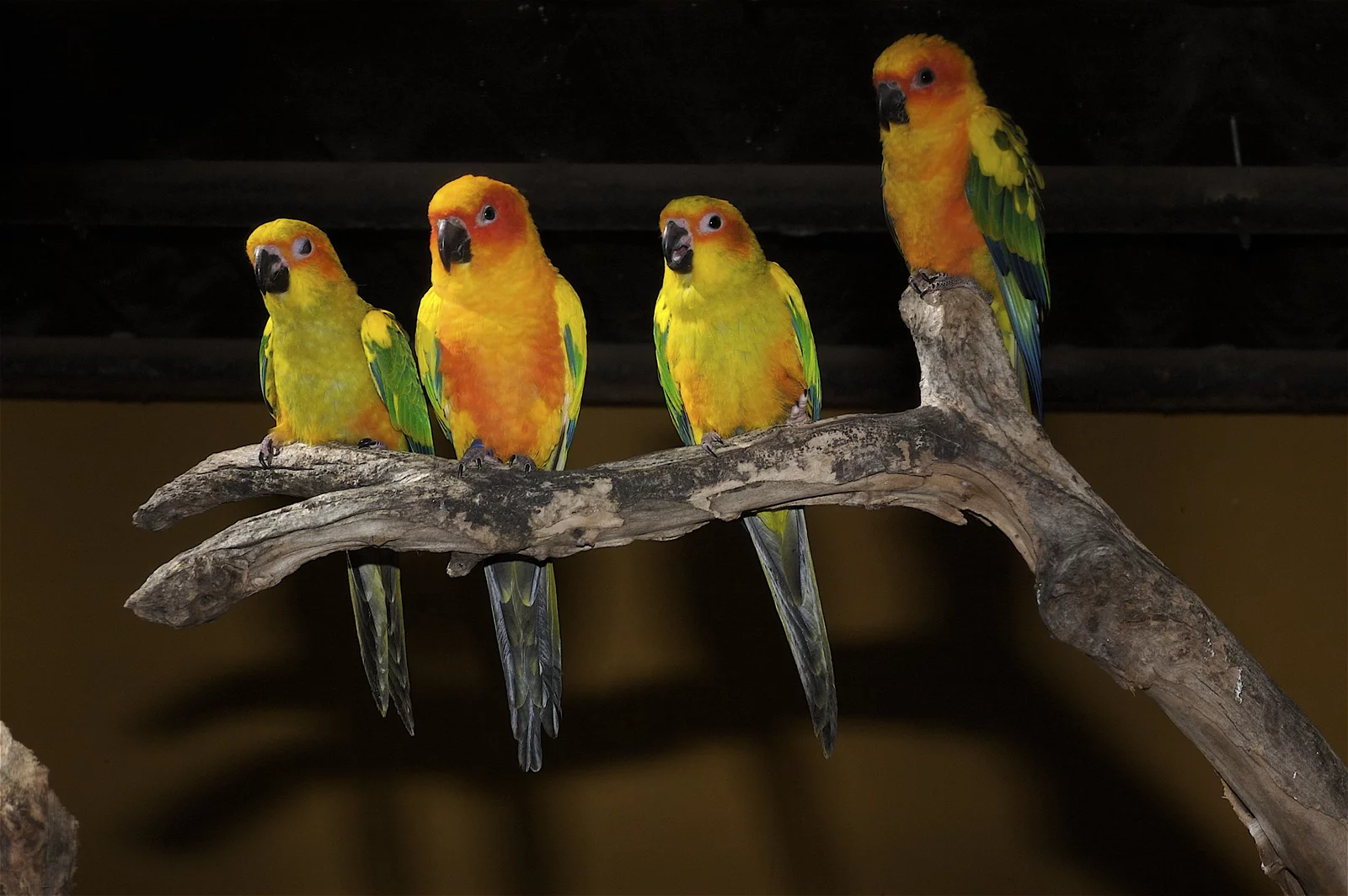 animal-cotorra-slide-2