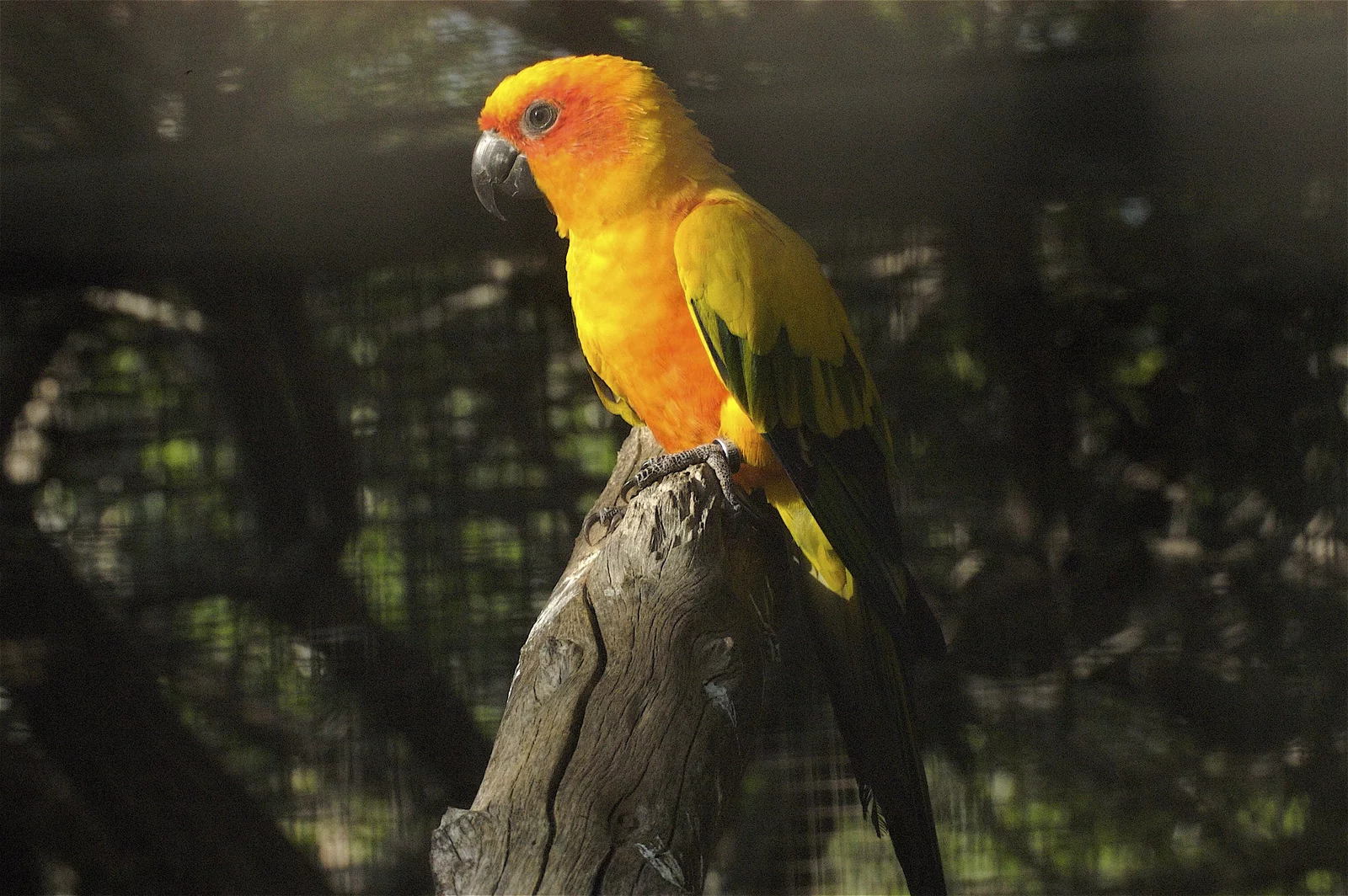 animal-cotorra-slide-3