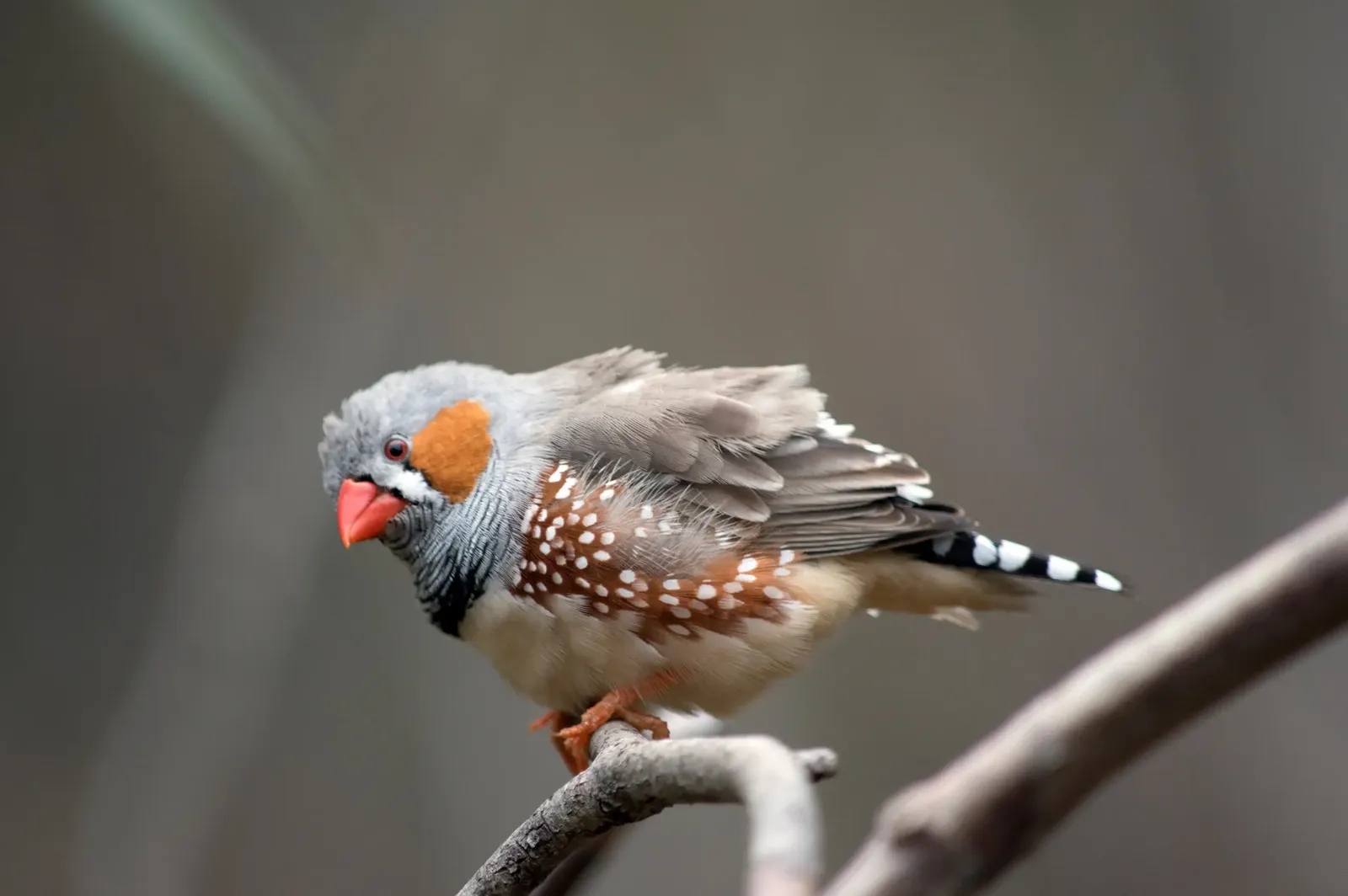 animal-diamante-cebra-slide-2