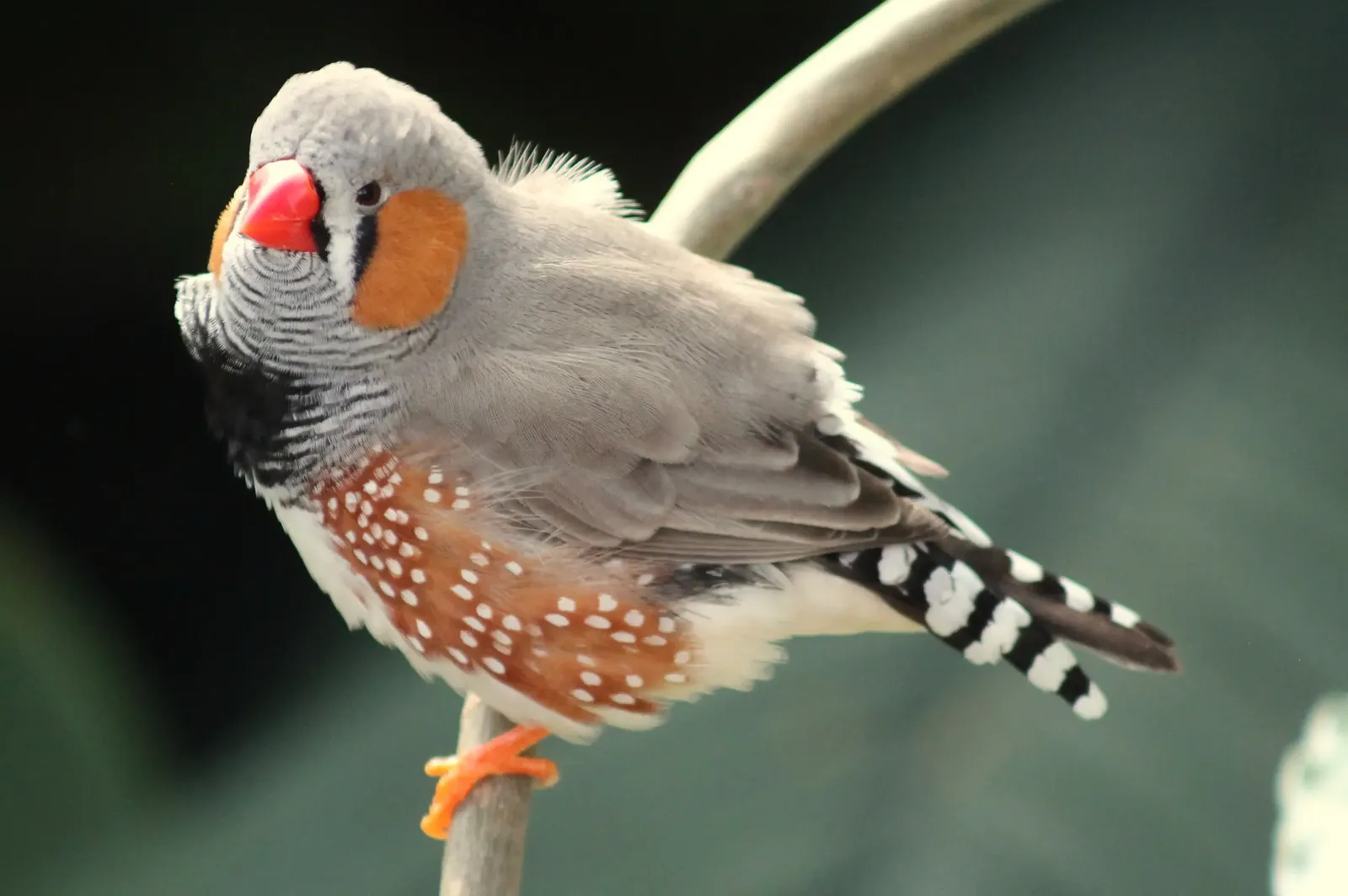 animal-diamante-cebra-slide-3