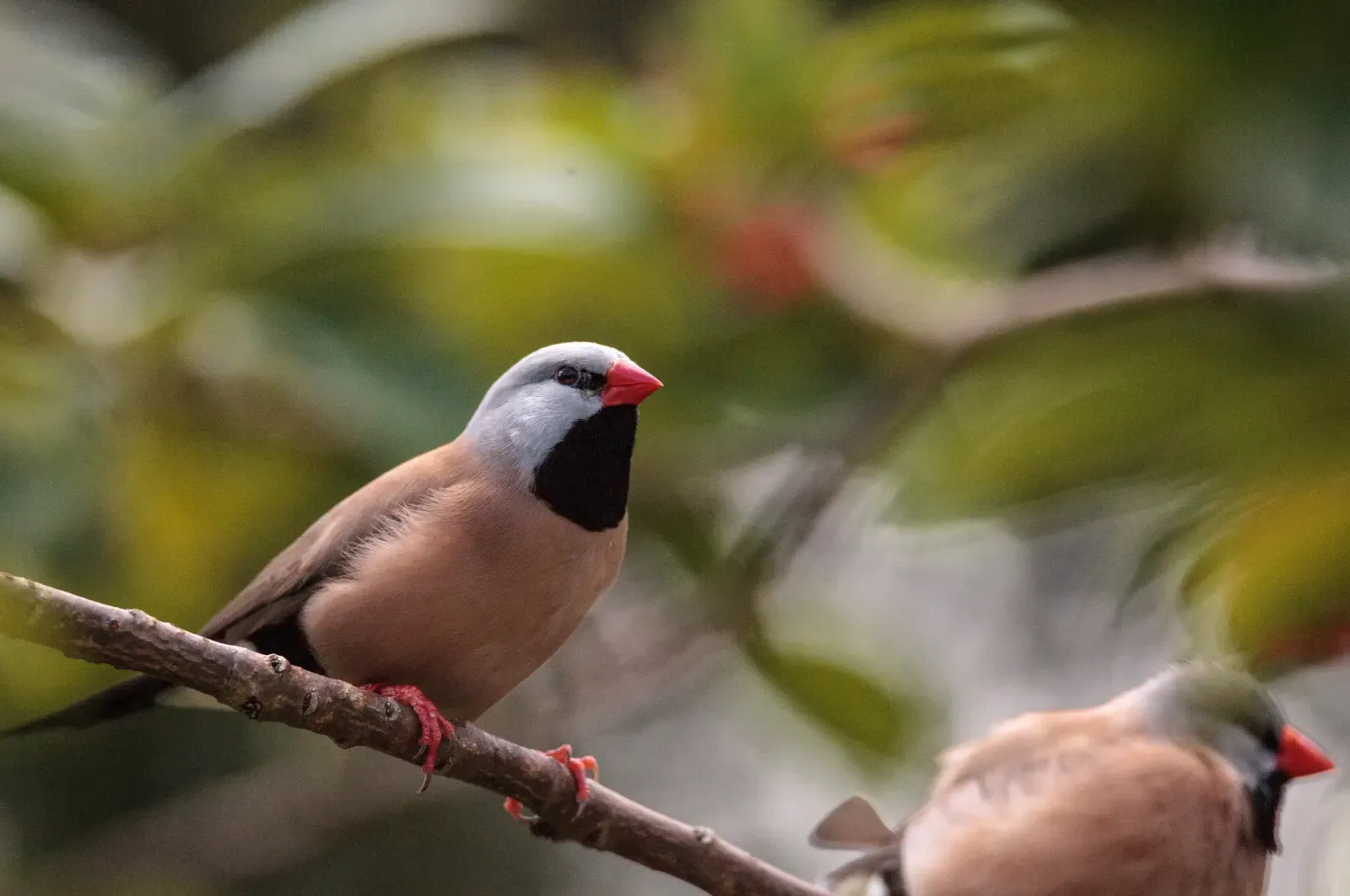 animal-diamante-colilargo-slide-1