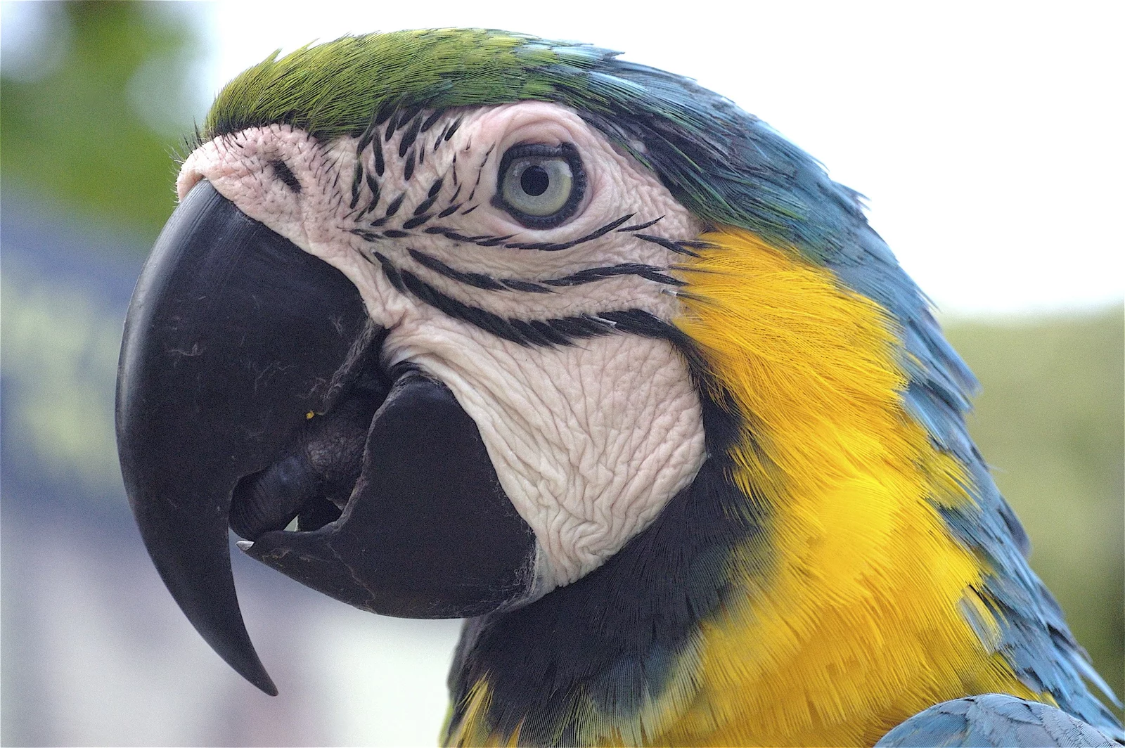 animal-guacamayo-slide-1
