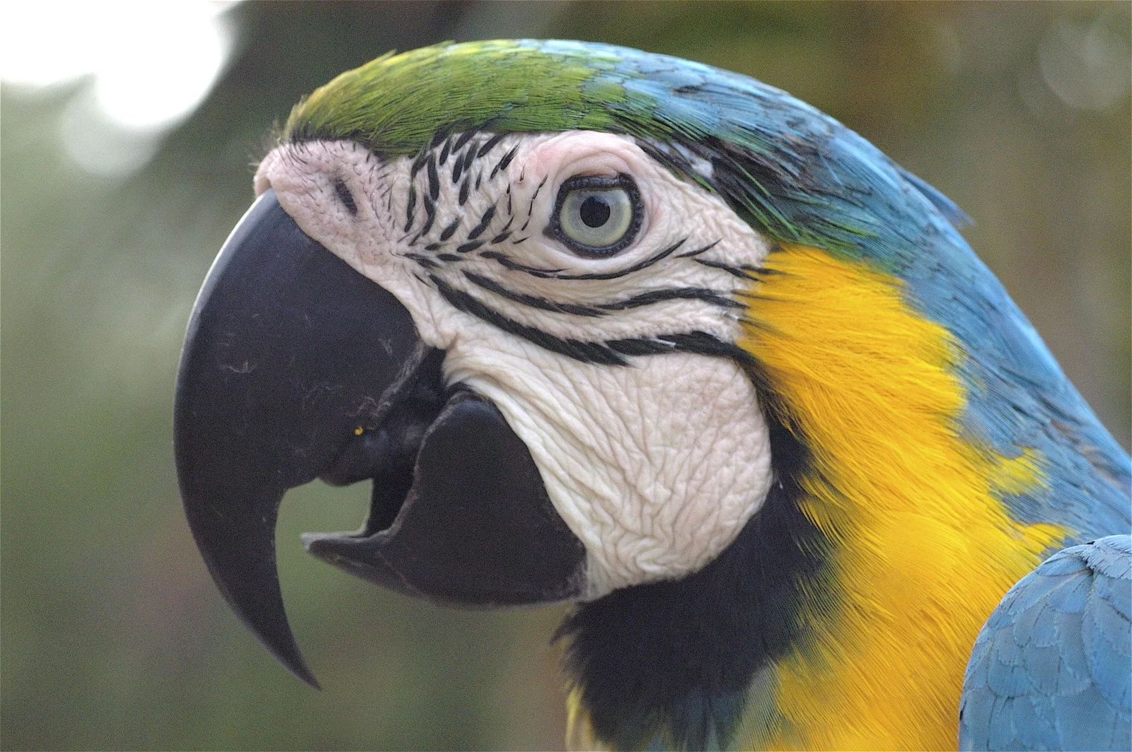 animal-guacamayo-slide-3