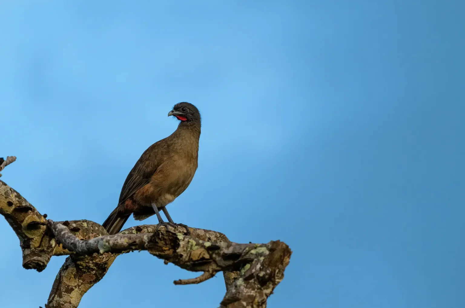 animal-guacharaca-culirroja-slide-1