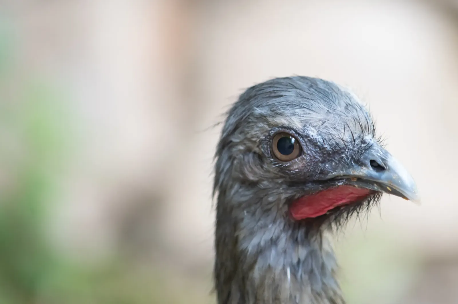 animal-guacharaca-culirroja-slide-2