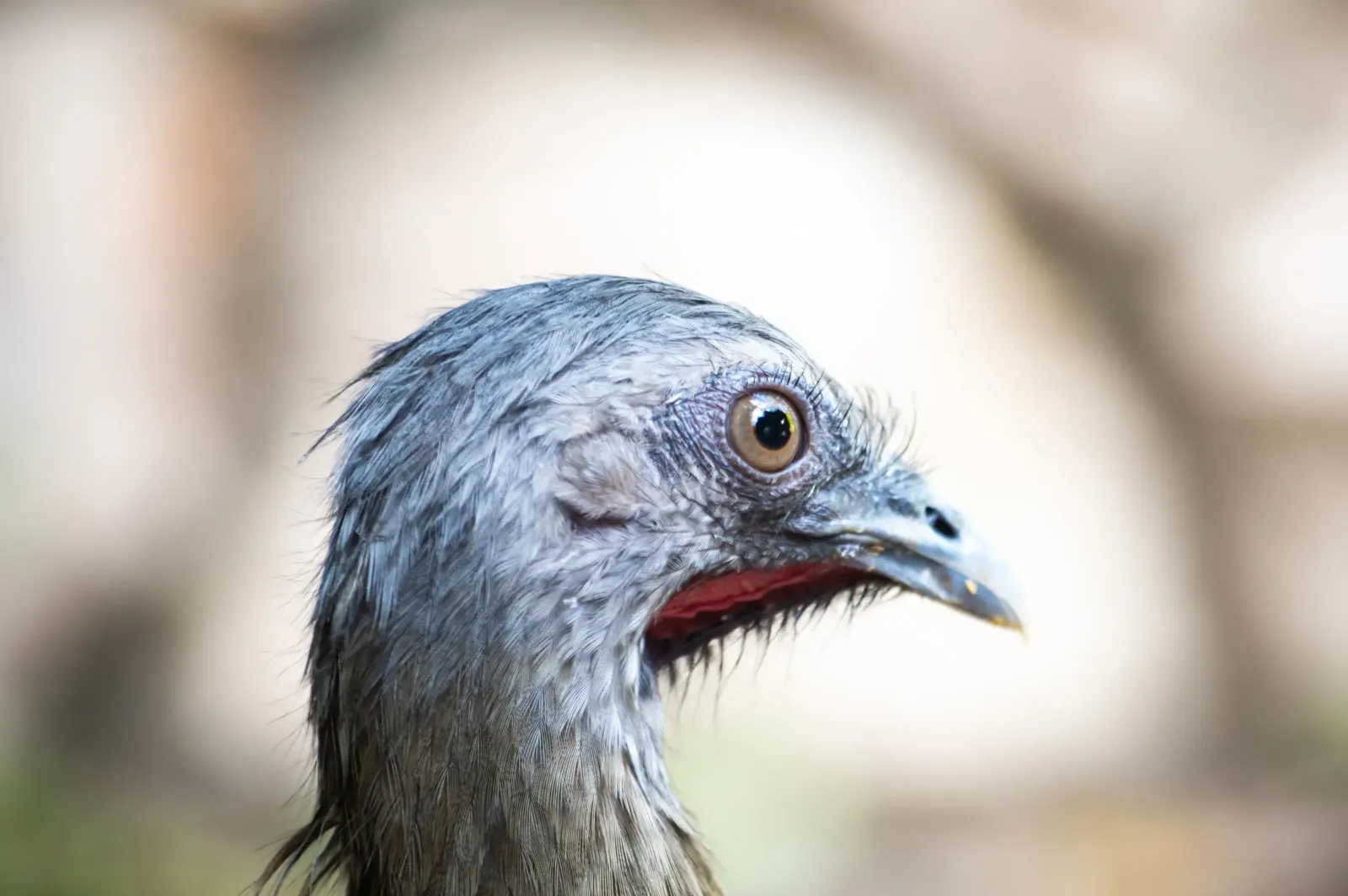 animal-guacharaca-culirroja-slide-3