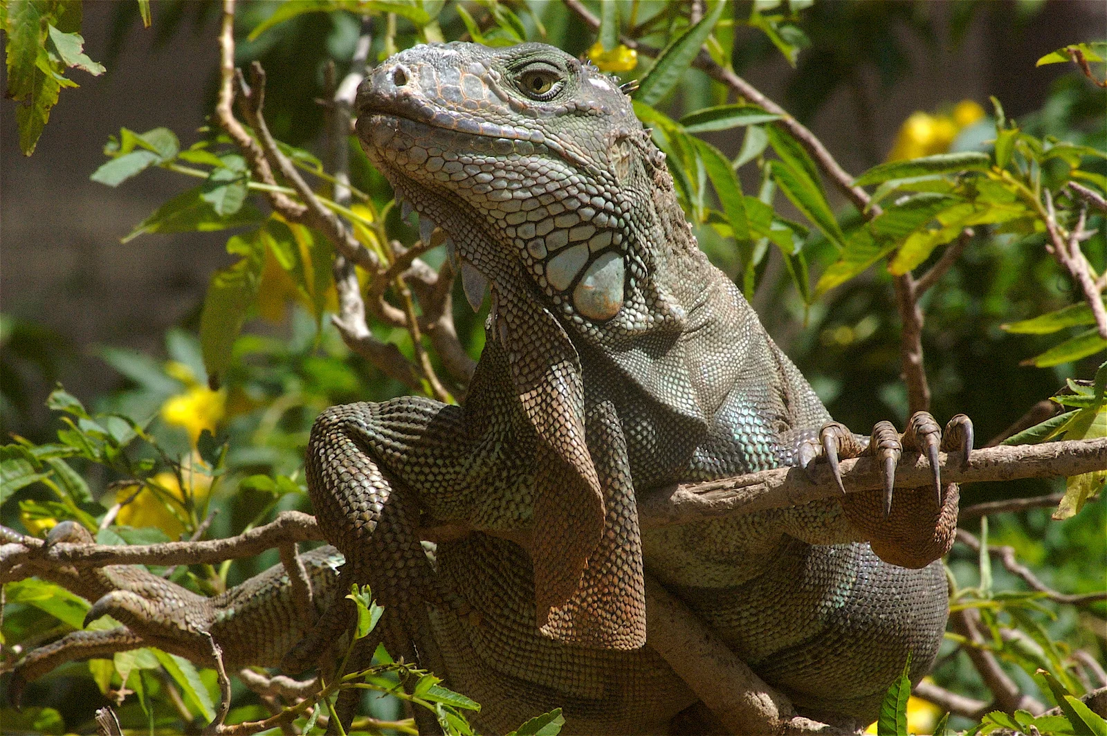 animal-iguana-slide-1