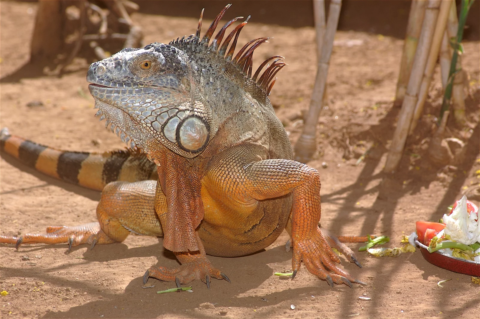animal-iguana-slide-2