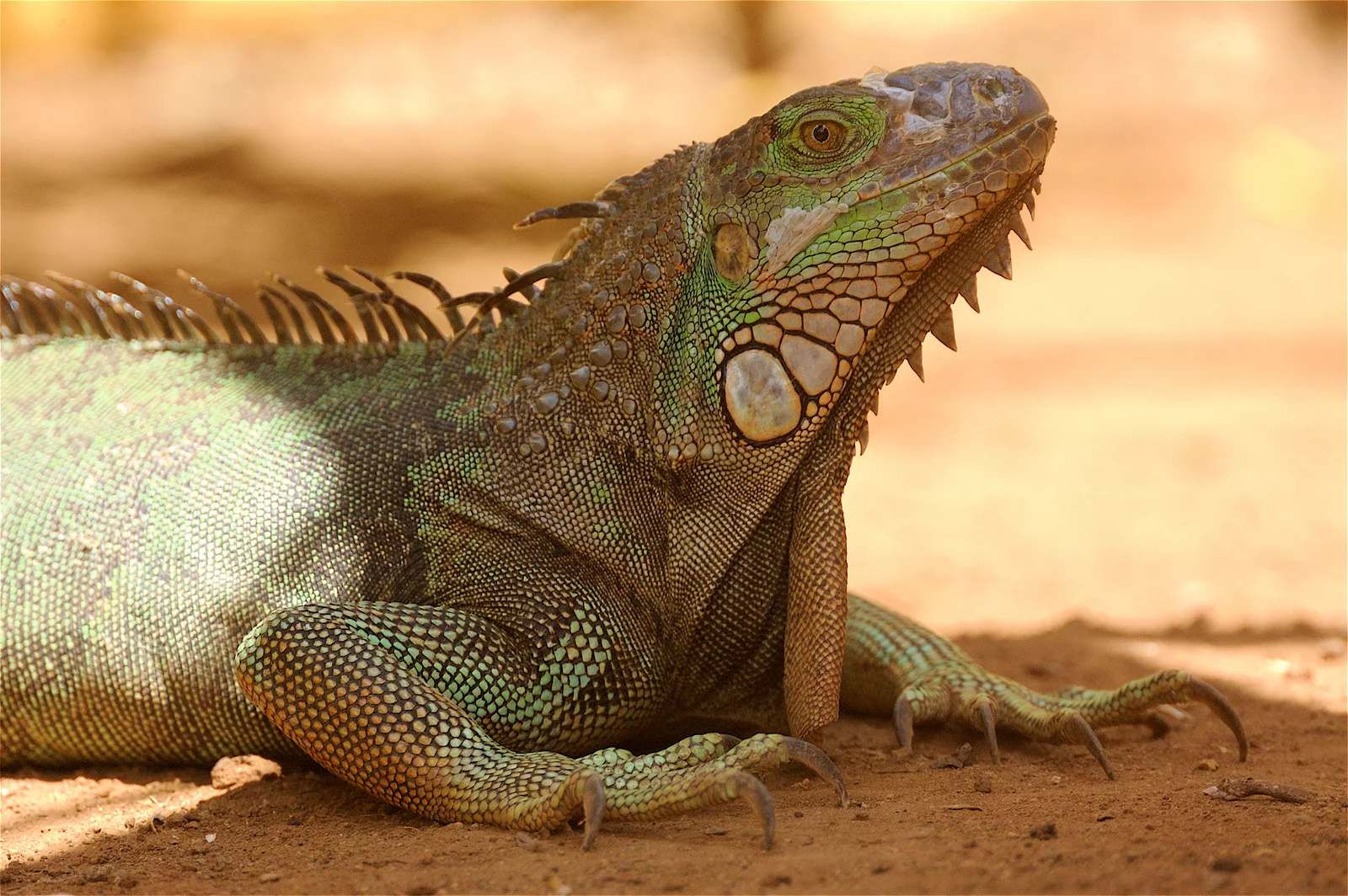animal-iguana-slide-3