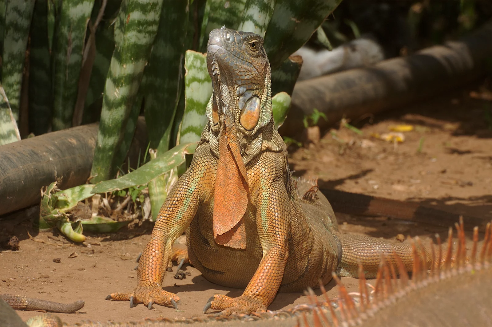 animal-iguana-slide-5