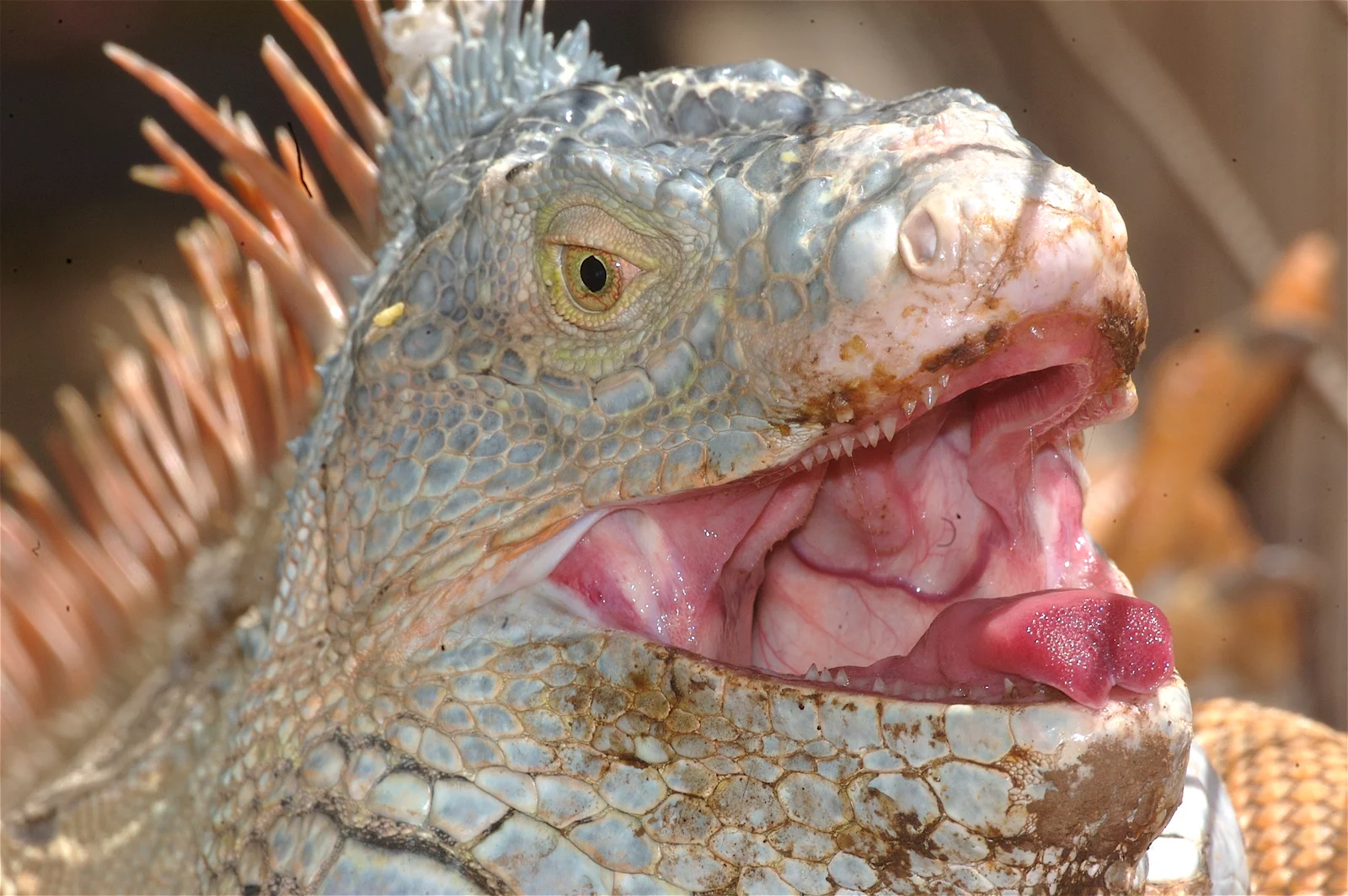 animal-iguana-slide-6