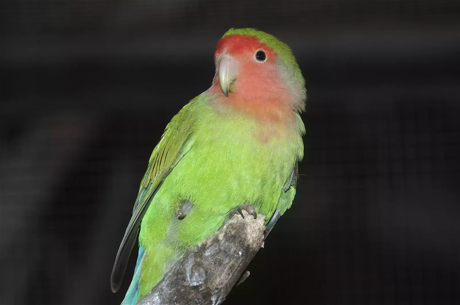 animal-inseparables-slide-1