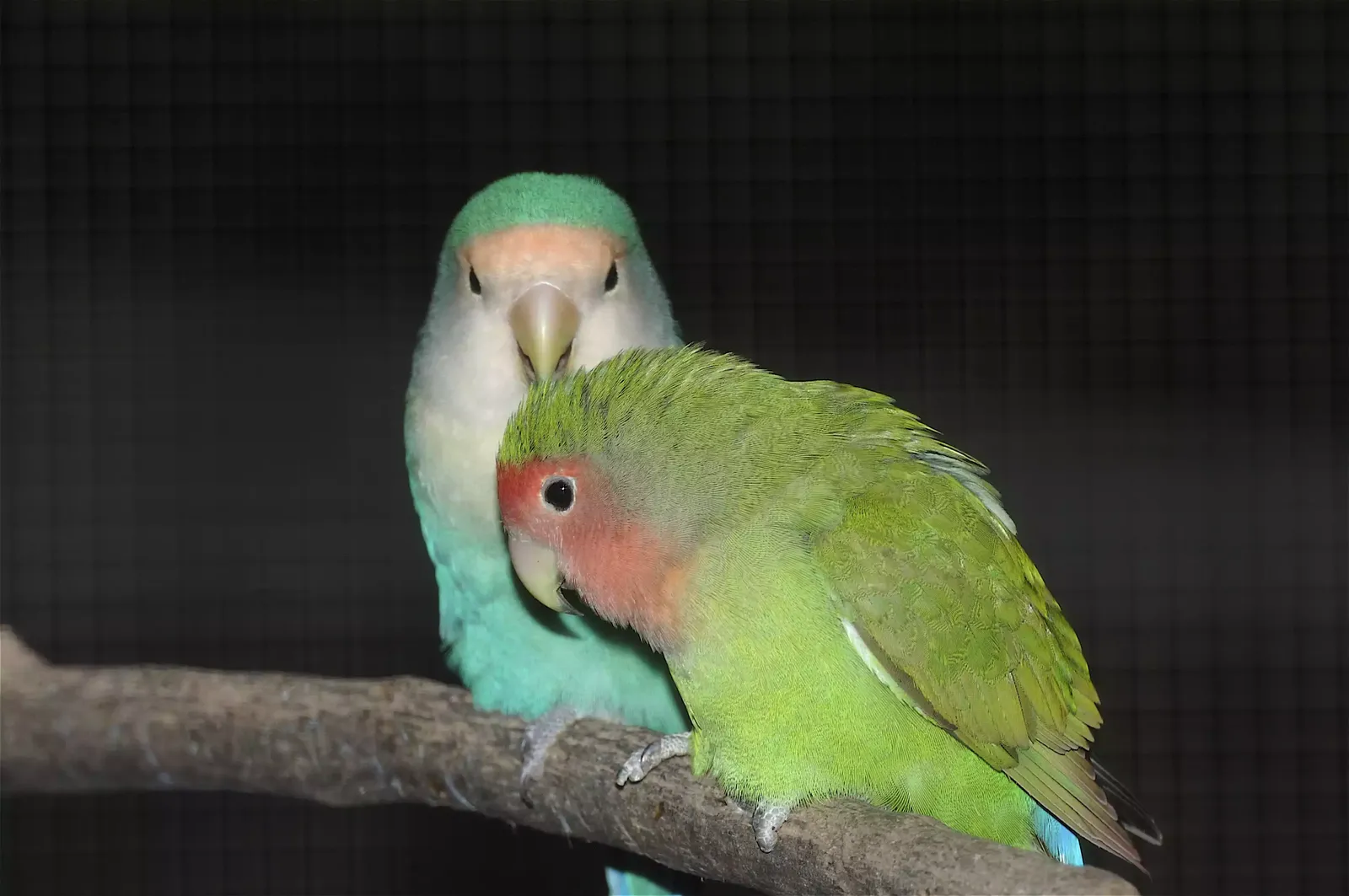 animal-inseparables-slide-2