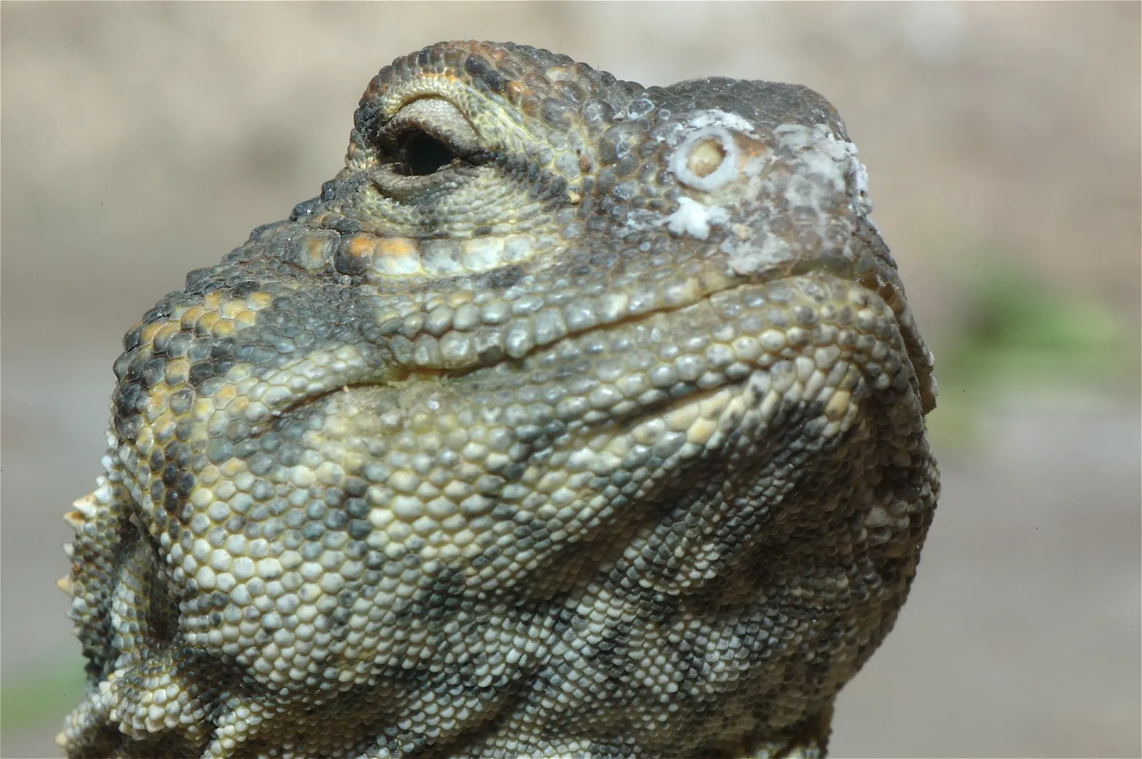 animal-lagarto-slide-1