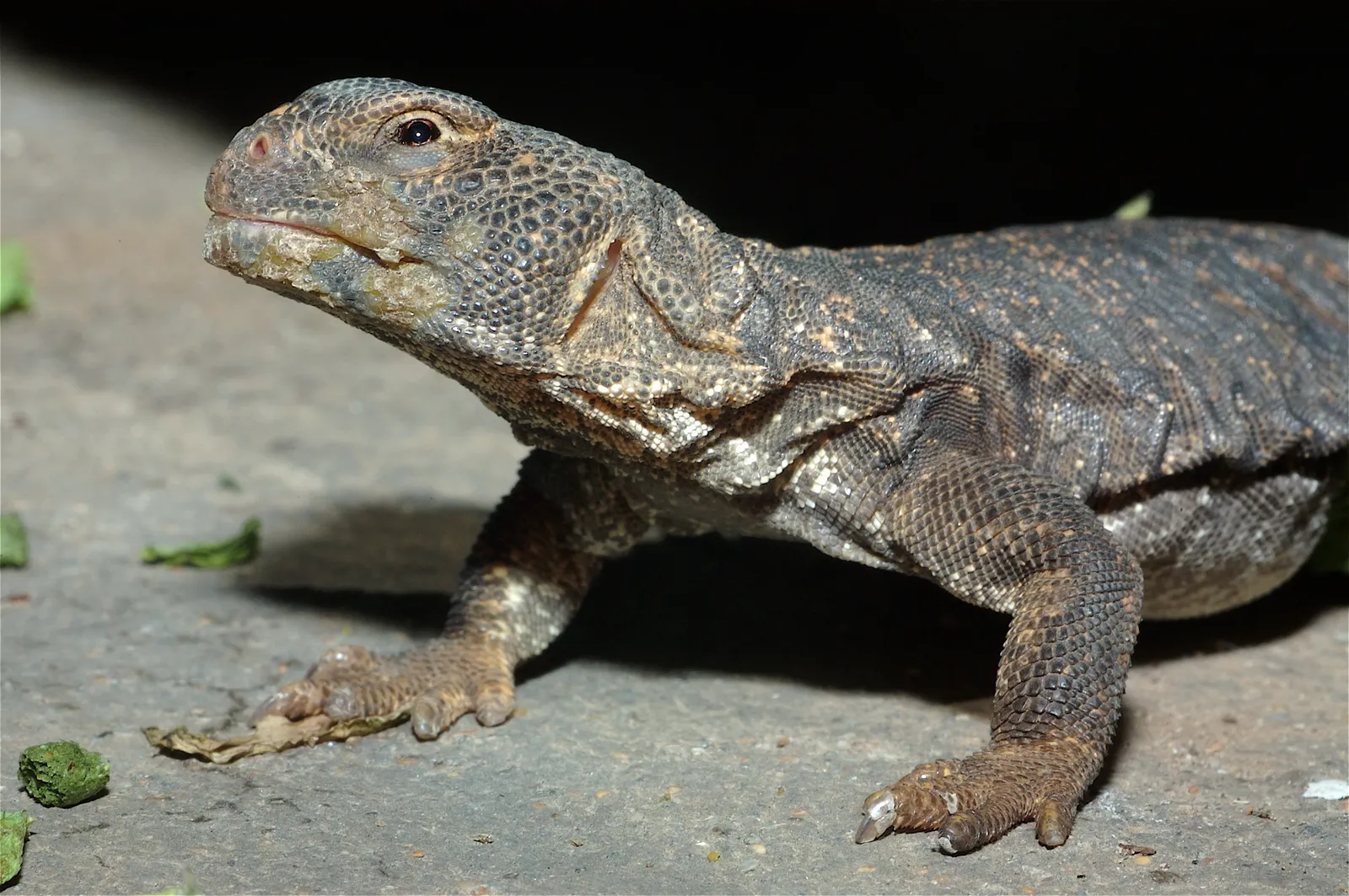 animal-lagarto-slide-2