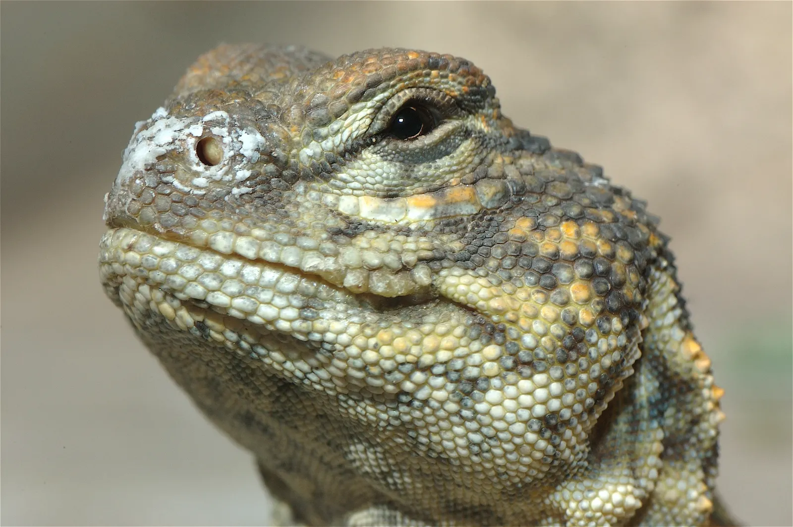 animal-lagarto-slide-3