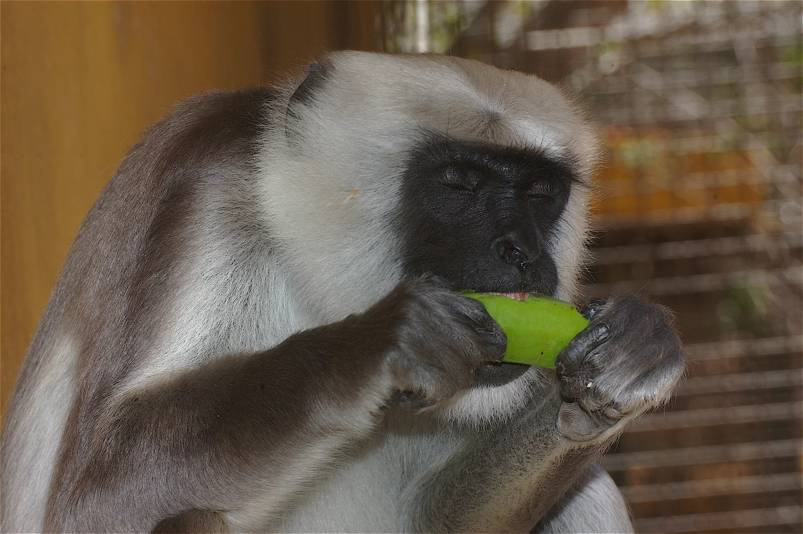 animal-langur-slide-2