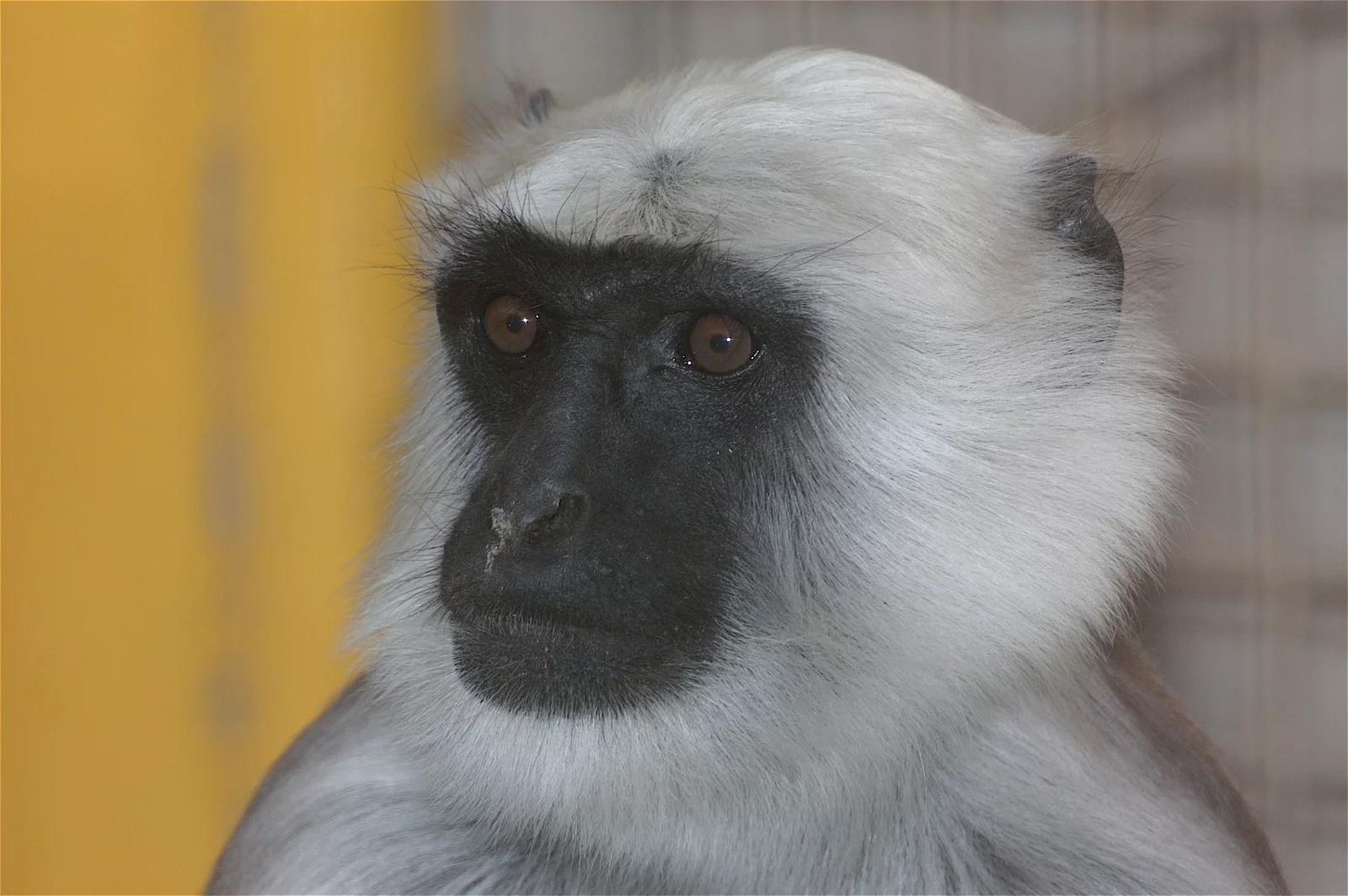 animal-langur-slide-3