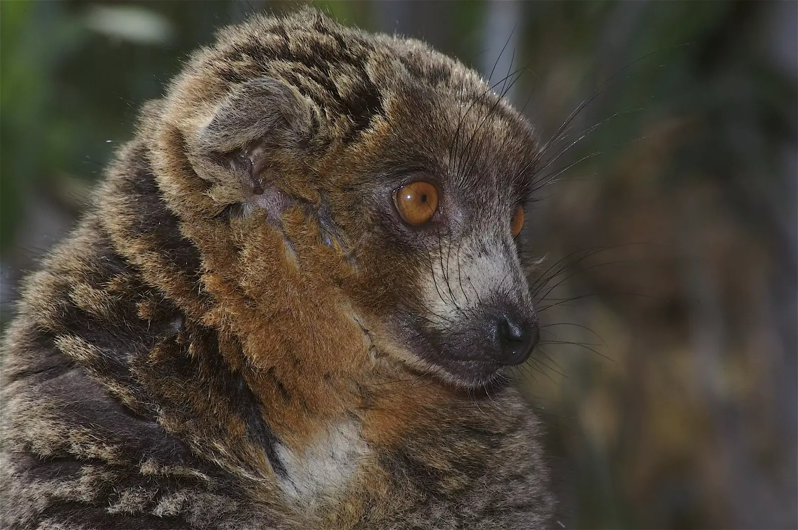 animal-lemur-mangosta-slide-1