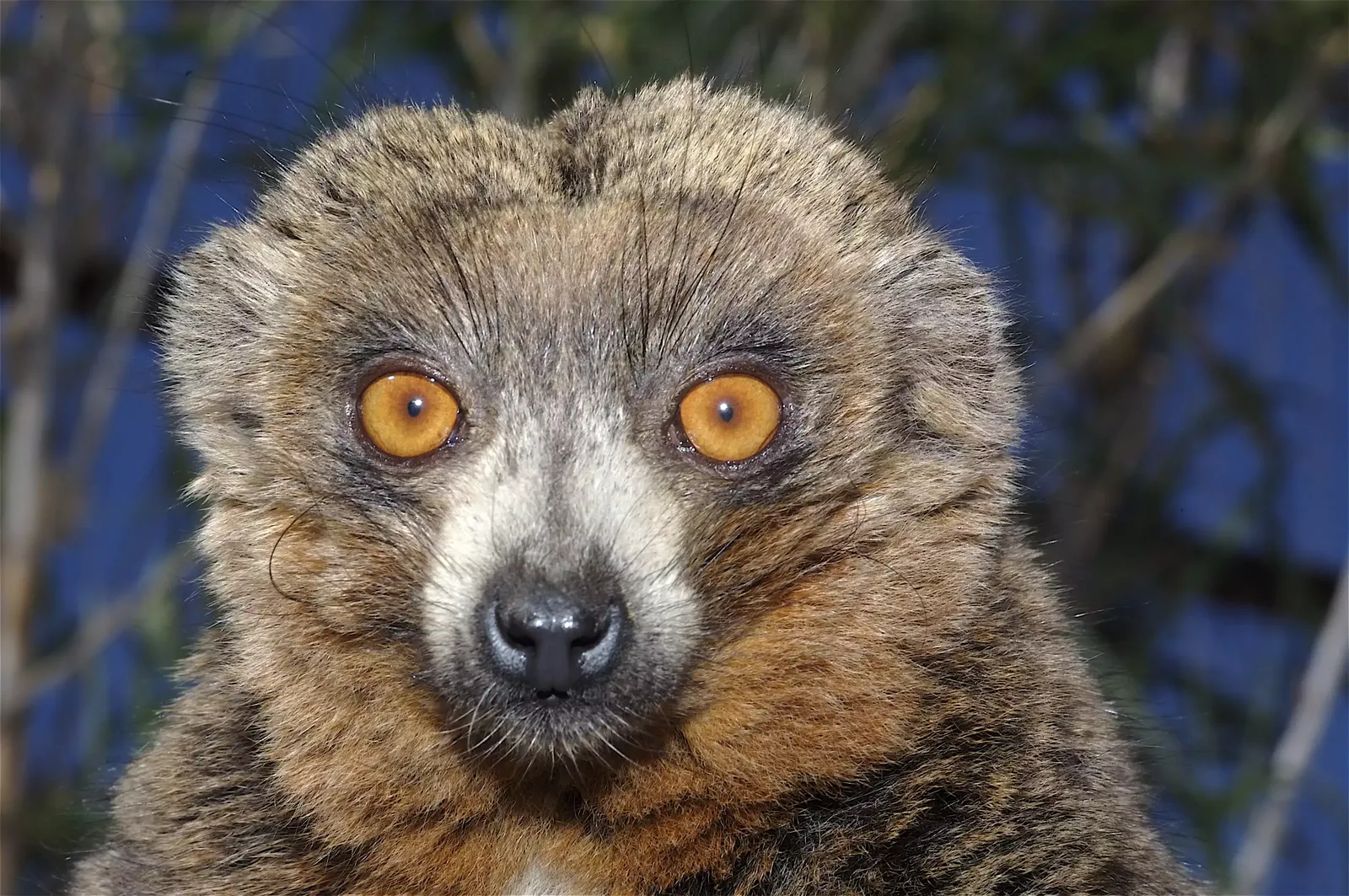 animal-lemur-mangosta-slide-2