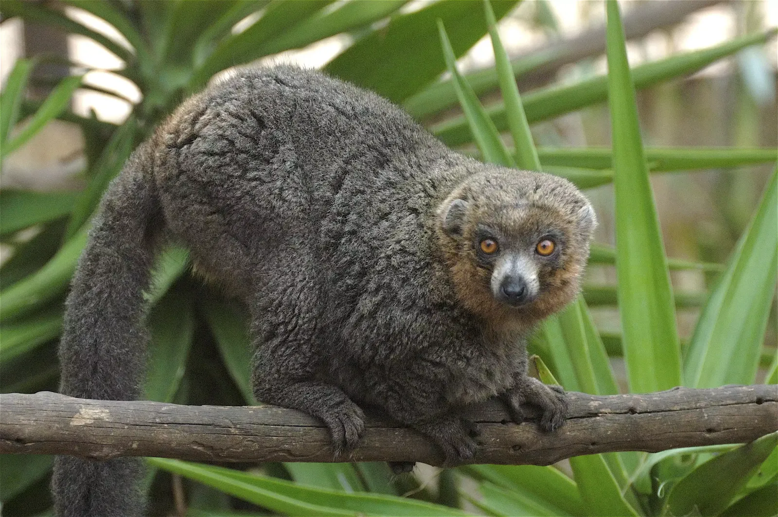animal-lemur-mangosta-slide-3