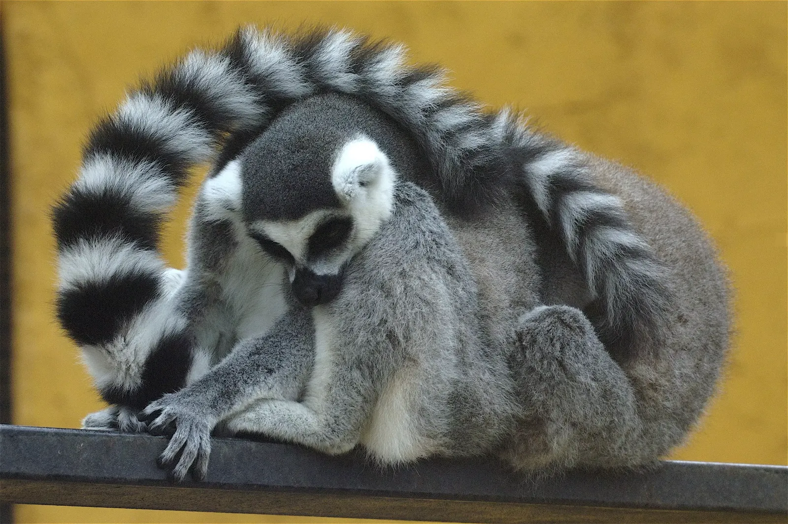 animal-lemur-slide-2