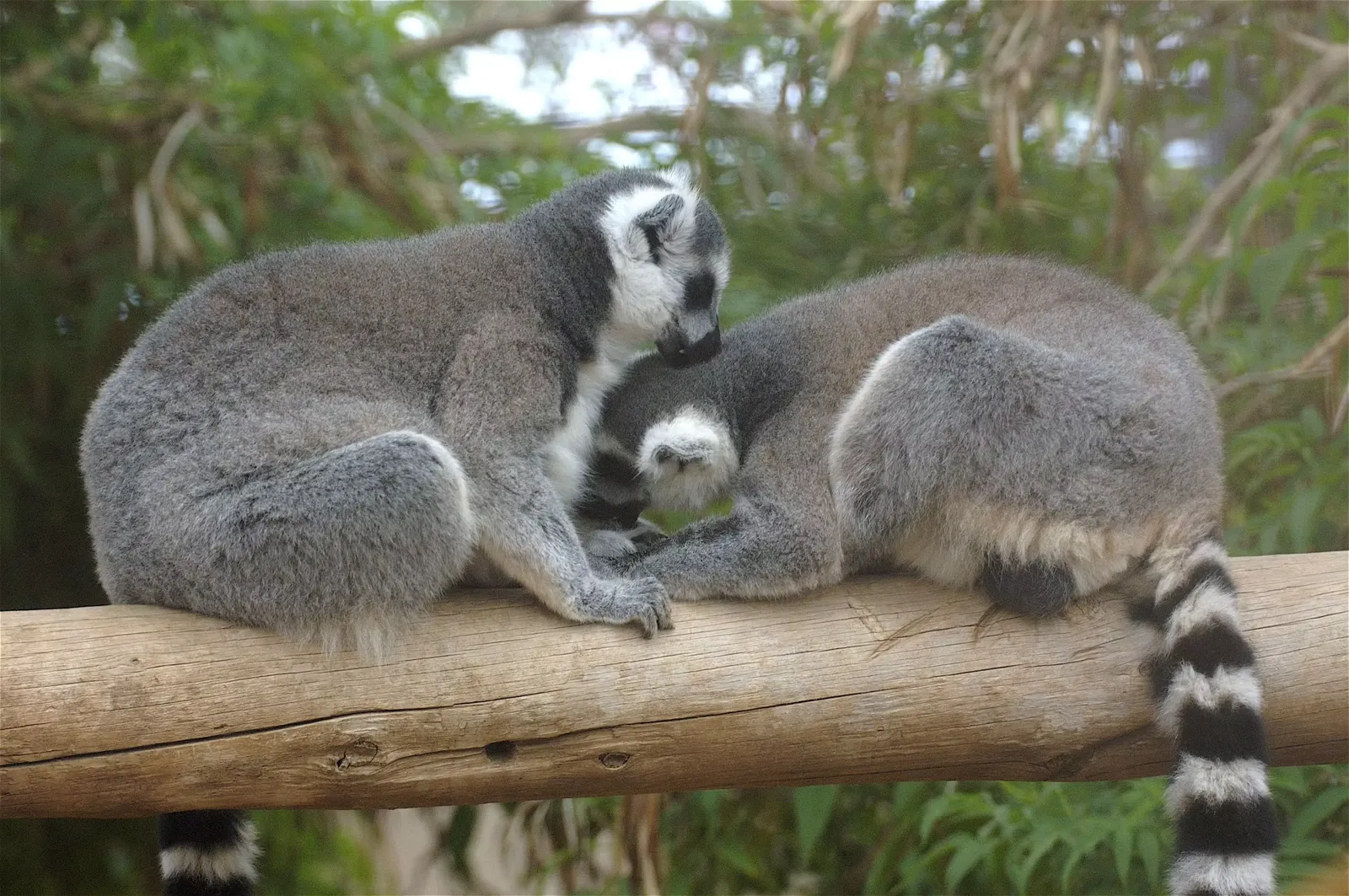 animal-lemur-slide-3