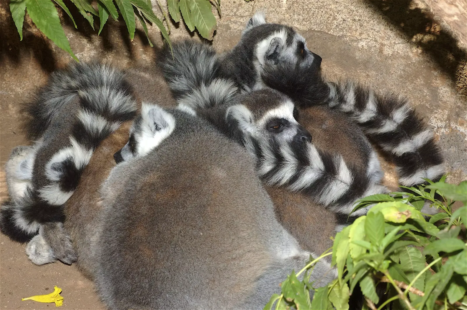 animal-lemur-slide-5
