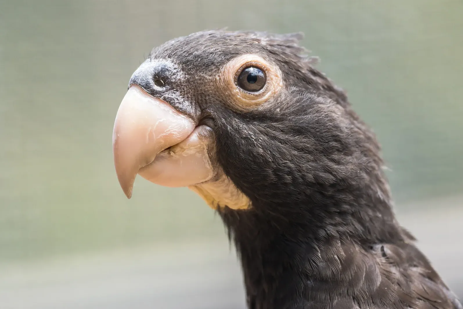 animal-loro-vasa-slide-1