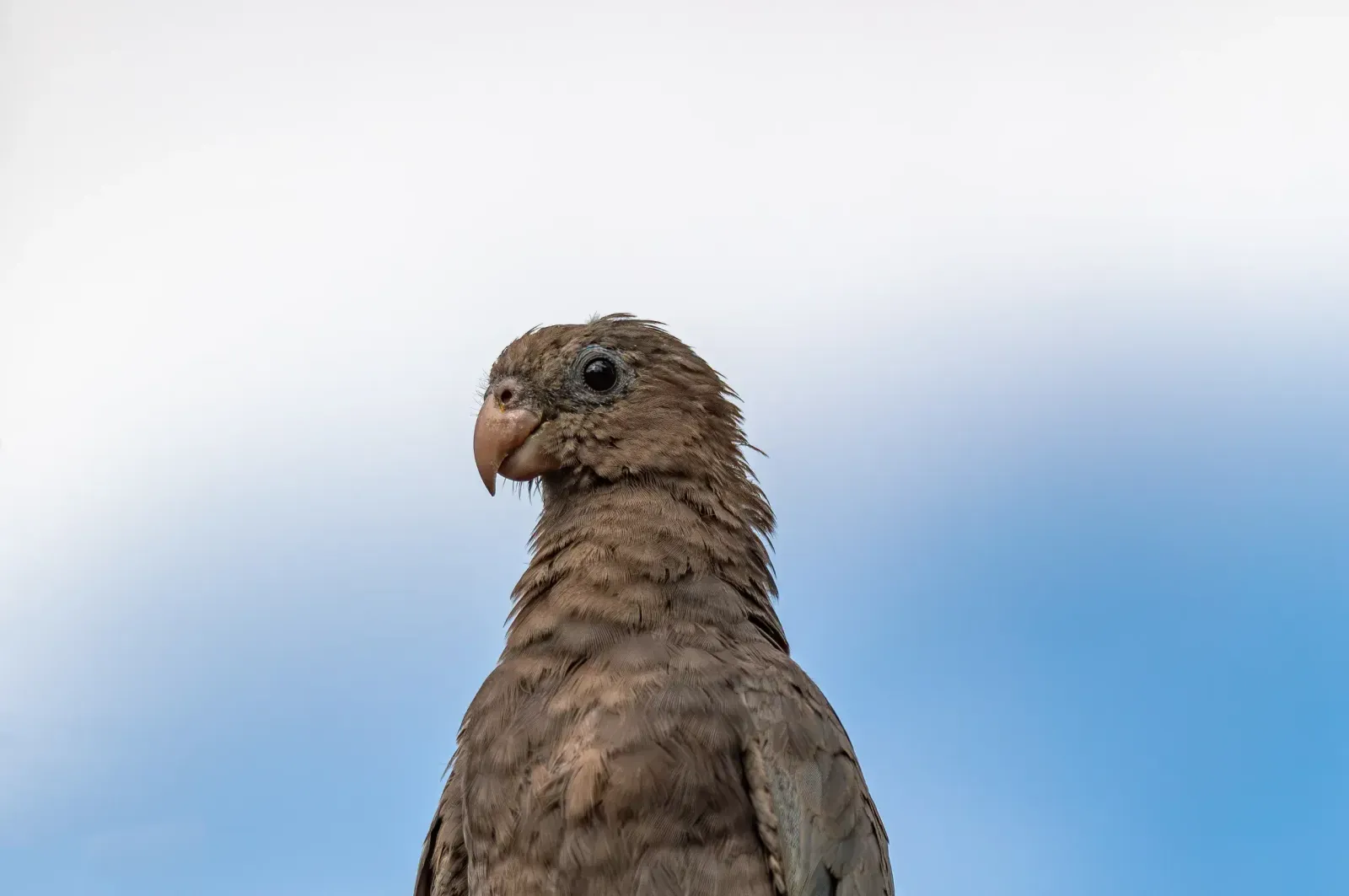 animal-loro-vasa-slide-2