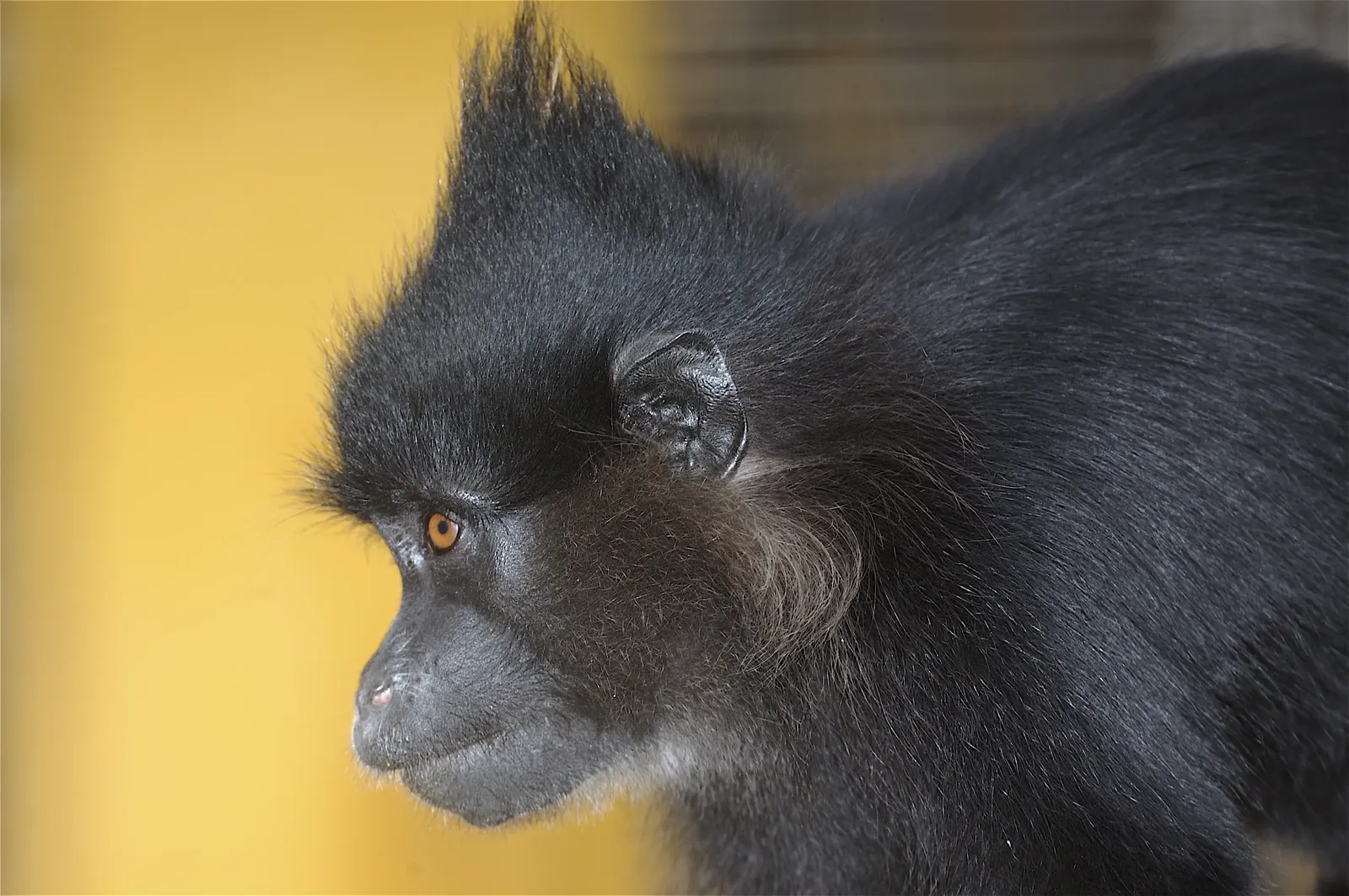 animal-mangabey-slide-1