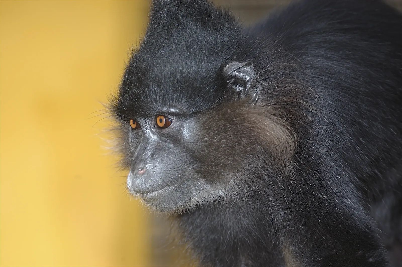 animal-mangabey-slide-2