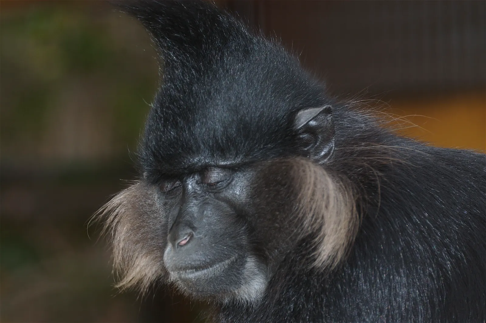 animal-mangabey-slide-3