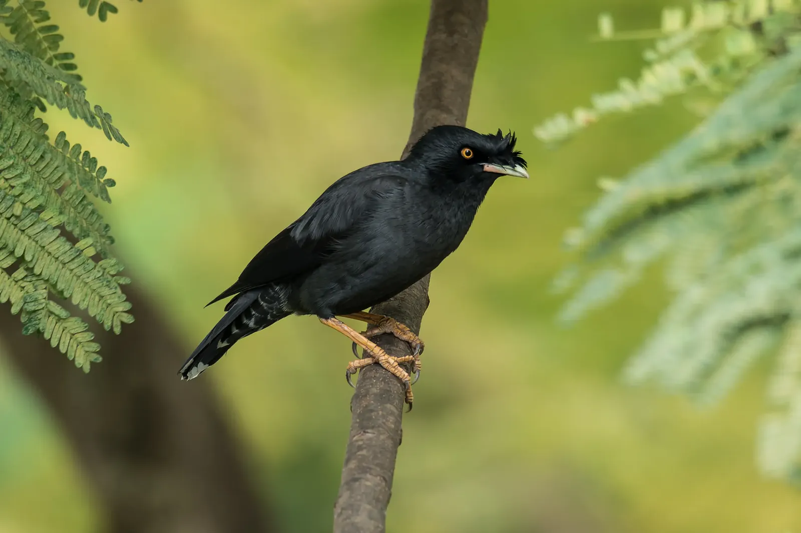 animal-mina-crestado-slide-1