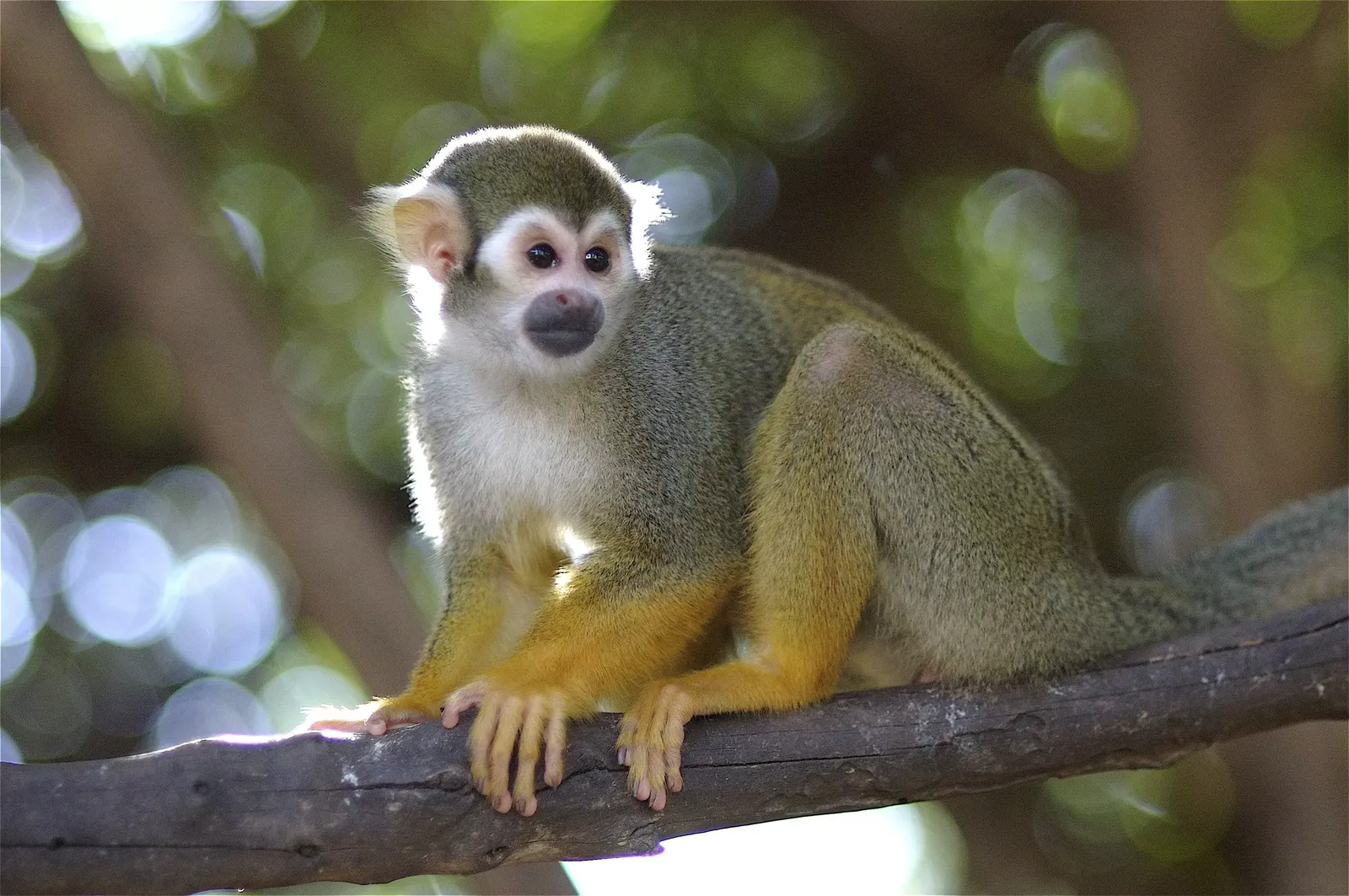 animal-mono-ardilla-slide-4