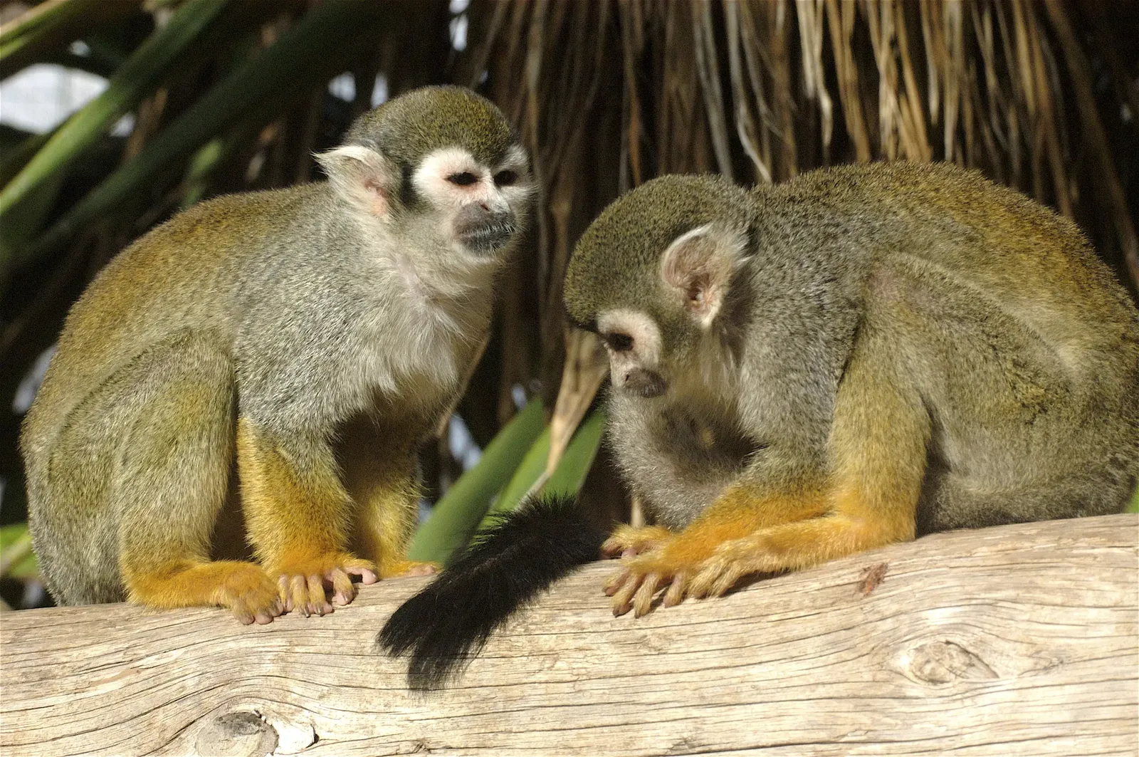 animal-mono-ardilla-slide-6