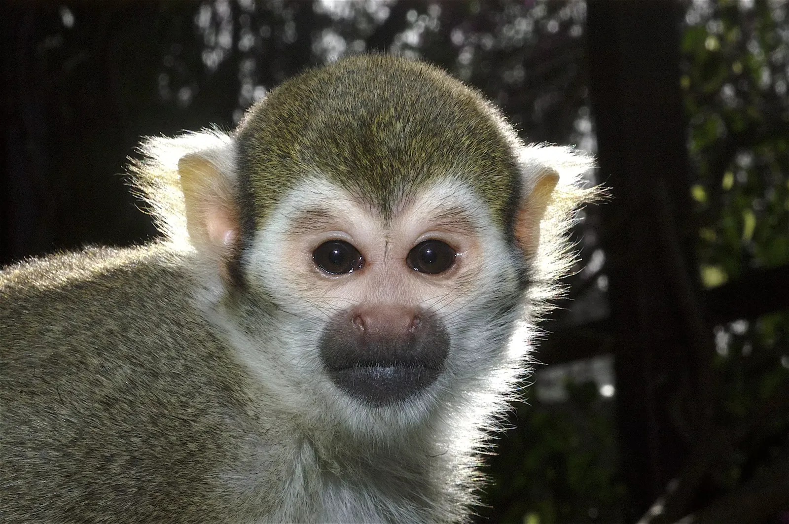 animal-mono-ardilla-slide-9