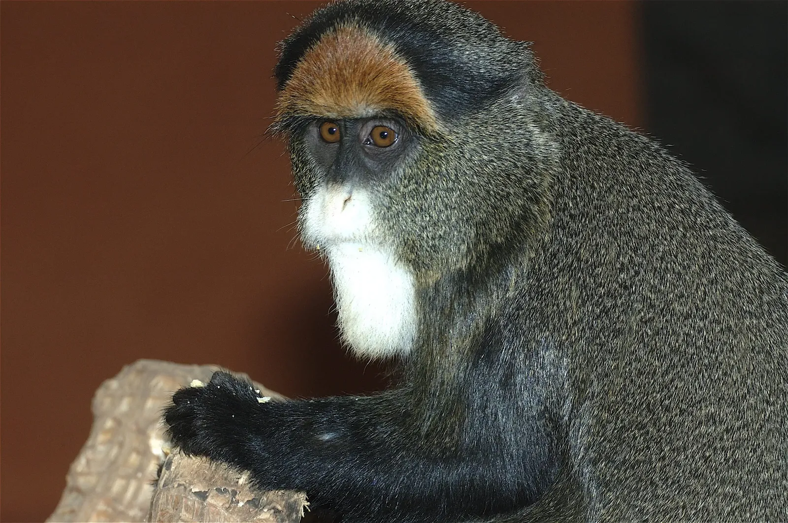 animal-mono-de-brazza.slide-1