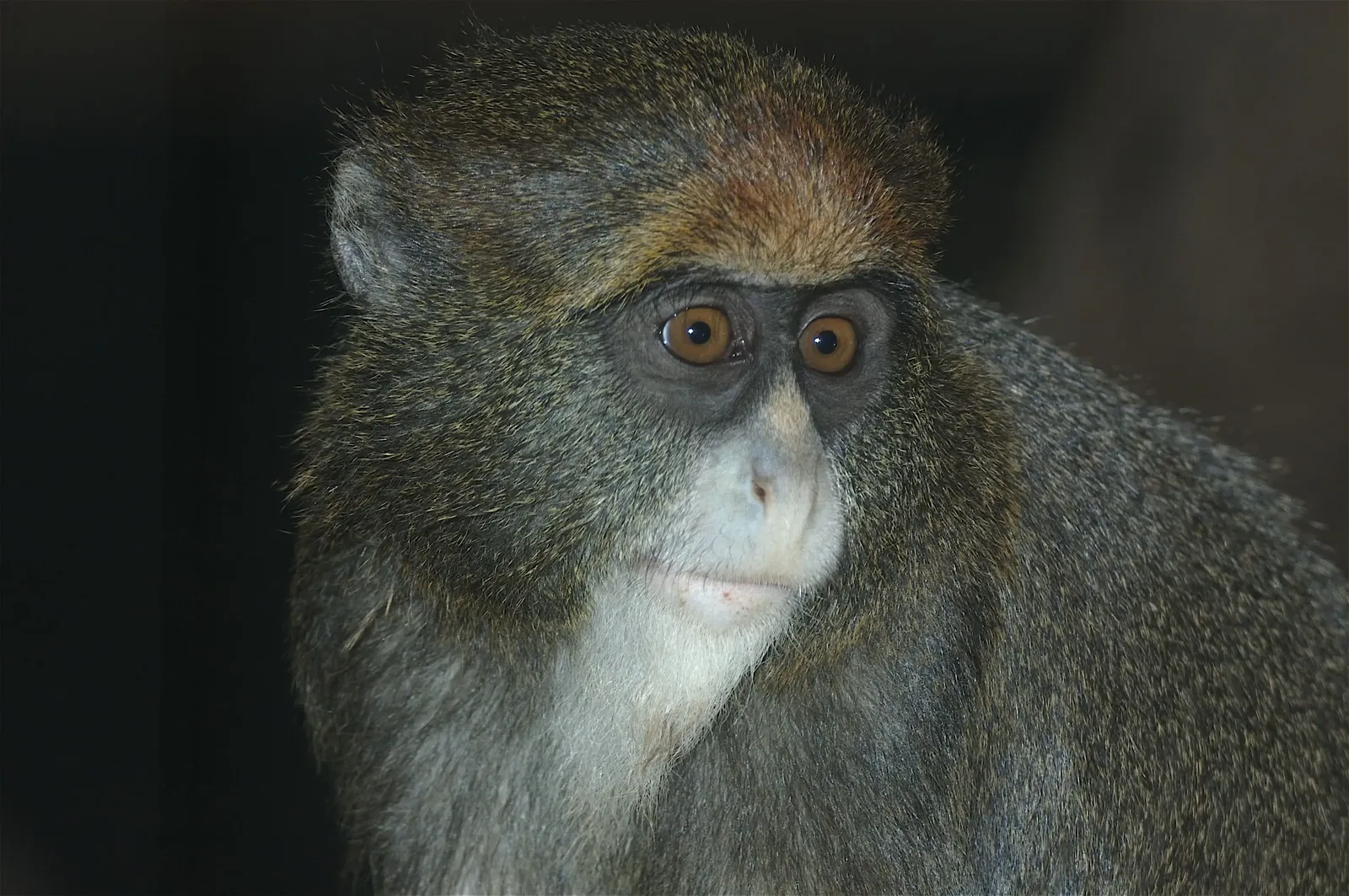 animal-mono-de-brazza.slide-2